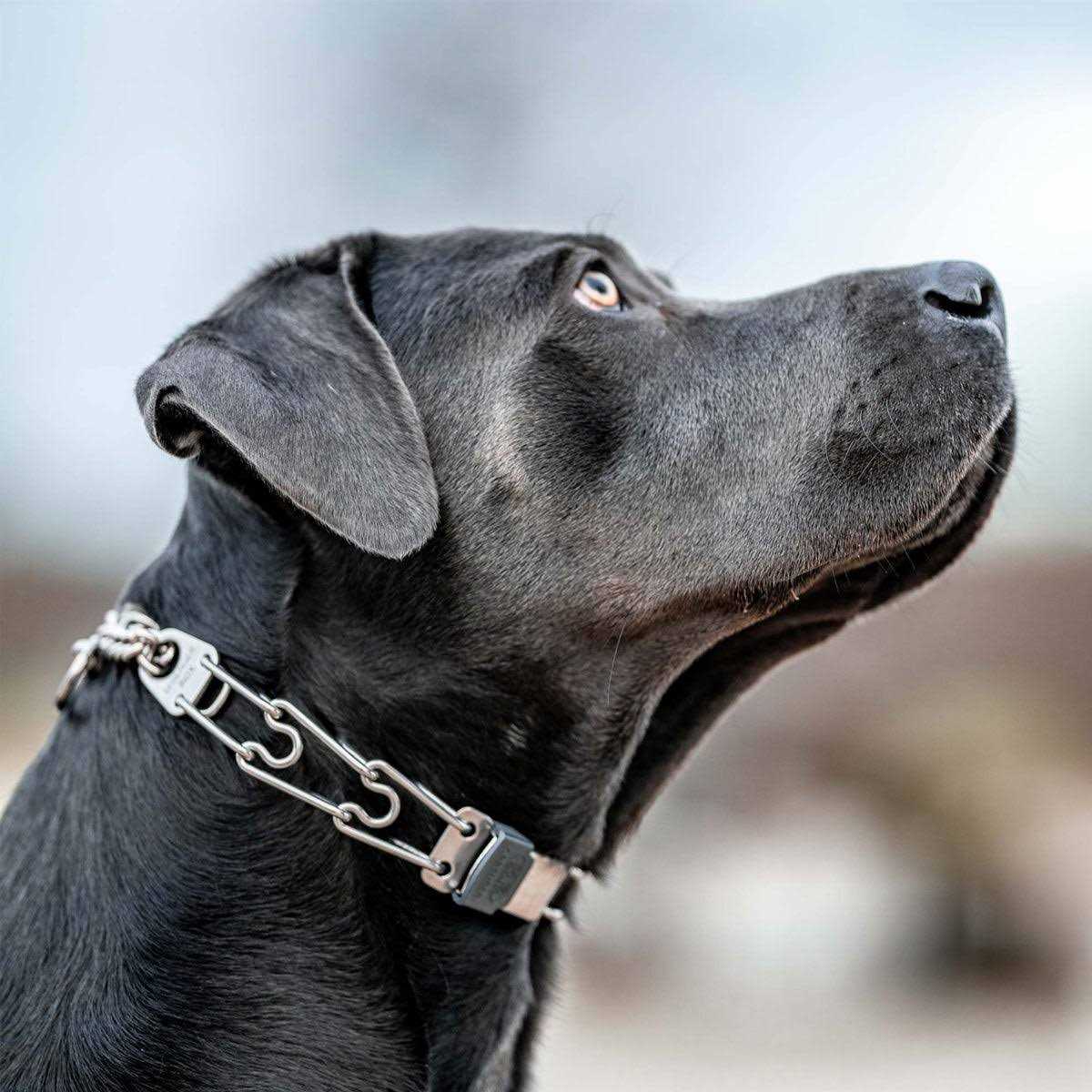 Herm Sprenger ClicLock Fastener Stainless Steel Buckle for Prong Dog Training Collar & Quick Release with Easy Buckle for Medium Large Dogs - Image 3