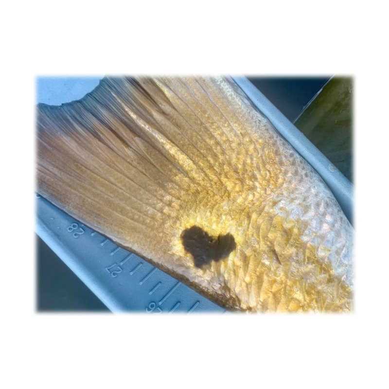 Frabill Expandable Bump Board - Image 4