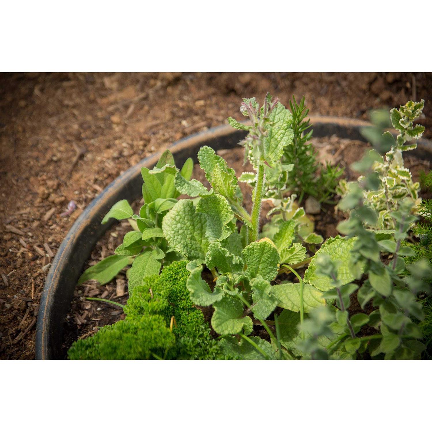 WaterRounds 6 Pack Planting - Image 3